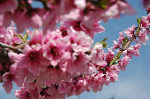 あら川の桃の花